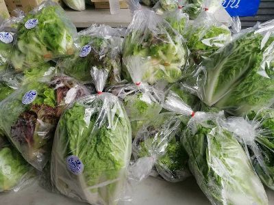 ผักกาดหอม