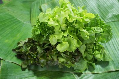 สลัดออแกรนิครวม Mixed Organic Salad